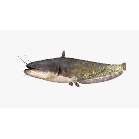 European Wels Catfish Green-Brown 3D model